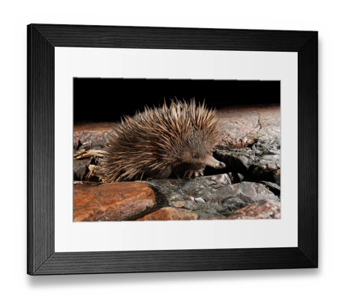 Framed Print : RF - Short-beaked echidna (Tachyglossus aculeatus) exploring the base of a deep sandstone gorge at night, Adelaide River Hills, Australia Framed Print : RF - Short-beaked echidna (Tachyglossus aculeatus) exploring the base of a deep sandstone gorge at night, Adelaide River Hills, Australia
