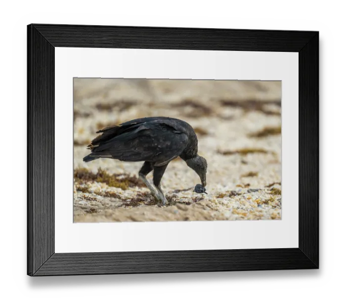 Framed Print : Black vulture (Coragyps atratus) feeding on Kemp's ridley turtle (Lepidochelys kempii) hatchling on beach, Rancho Nuevo Sea Turtle Sanctuary, Tamaulipas, Mexico Framed Print : Black vulture (Coragyps atratus) feeding on Kemp's ridley turtle (Lepidochelys kempii) hatchling on beach, Rancho Nuevo Sea Turtle Sanctuary, Tamaulipas, Mexico