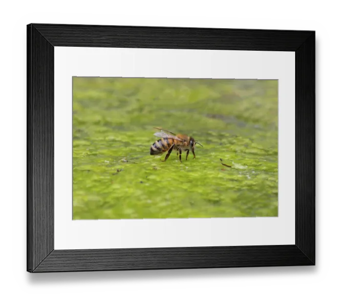 Framed Print : Western honey bee (Apis mellifera) drinking, portrait, Norfolk, England, UK. June Framed Print : Western honey bee (Apis mellifera) drinking, portrait, Norfolk, England, UK. June