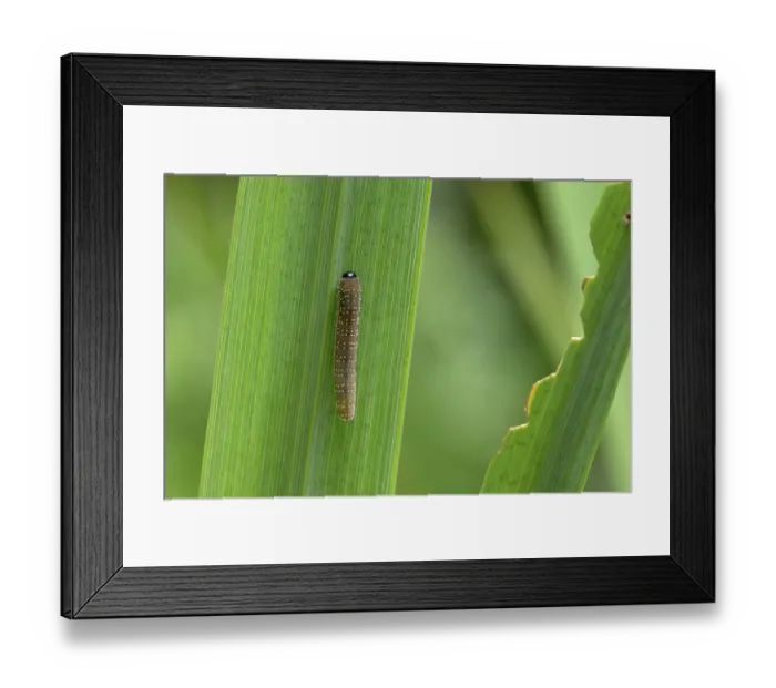 Framed Print : Iris sawfly (Rhadinoceraea micans) caterpillar on Flag Iris (Iris pseudacorus) leaf, Norfolk, England, UK. June Framed Print : Iris sawfly (Rhadinoceraea micans) caterpillar on Flag Iris (Iris pseudacorus) leaf, Norfolk, England, UK. June