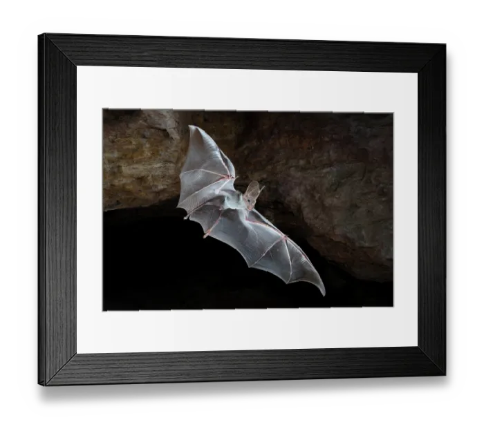 Framed Print : RF - Ghost bat (Macroderma gigas) male, emerging from a natural cave roost, Adelaide River Hills, Northern Territory, Australia. camera trap image Framed Print : RF - Ghost bat (Macroderma gigas) male, emerging from a natural cave roost, Adelaide River Hills, Northern Territory, Australia. camera trap image
