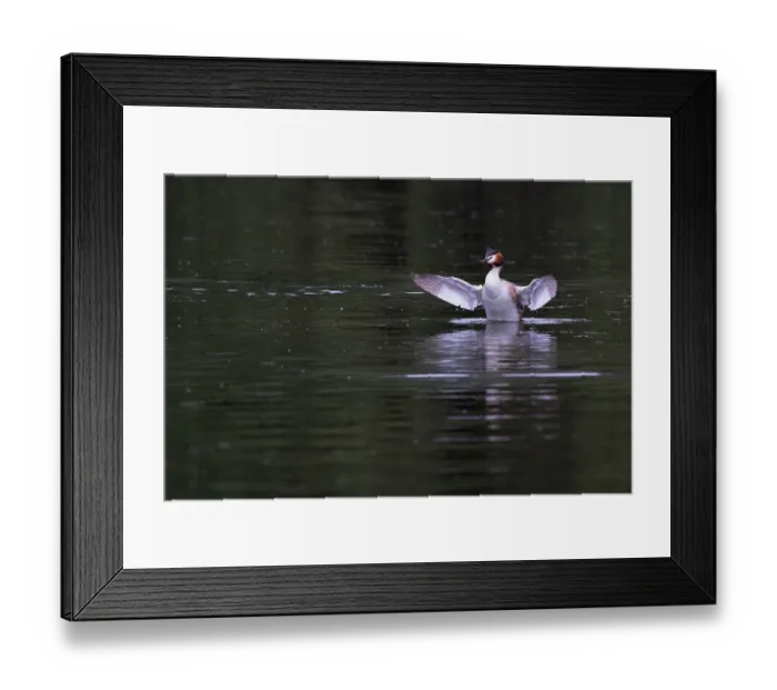 Framed Print : Great crested grebe (Podiceps cristatus) on water spreading its wings, Norfolk, England, UK. June Framed Print : Great crested grebe (Podiceps cristatus) on water spreading its wings, Norfolk, England, UK. June