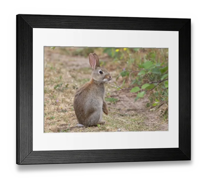Framed Print : European rabbit (Oryctolagus cuniculus) sitting alert, Norwich, Norfolk, England, UK. June