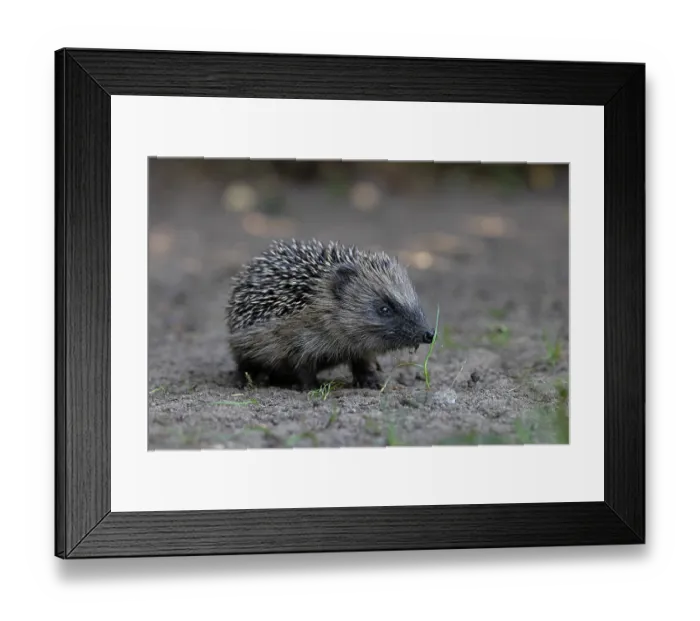 Framed Print : European hedgehog (Erinaceus europaeus) portrait, Norwich, Norfolk, England, UK. May Framed Print : European hedgehog (Erinaceus europaeus) portrait, Norwich, Norfolk, England, UK. May