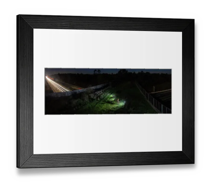 Framed Print : Red deer (Cervus elaphus) grazing at night on a wildlife crossing above the A10 highway, Charente-Maritime, France. November. Camera trap image. Stitched Framed Print : Red deer (Cervus elaphus) grazing at night on a wildlife crossing above the A10 highway, Charente-Maritime, France. November. Camera trap image. Stitched