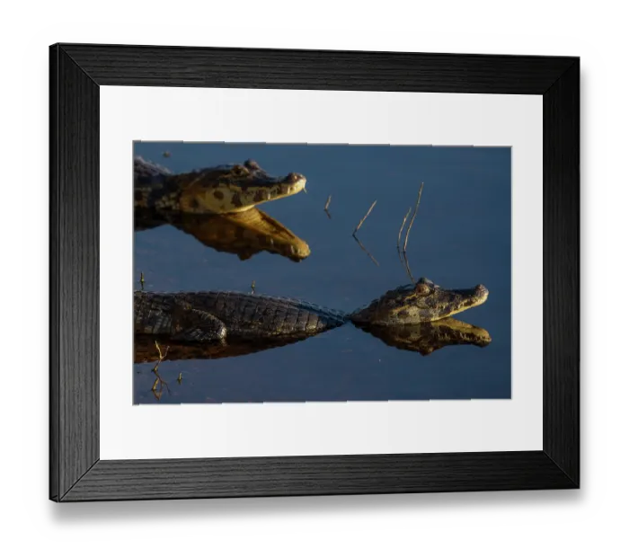 Framed Print : Two Yacare caimans (Caiman yacare) in water, Pantanal, Mato Grosso, Brazil Framed Print : Two Yacare caimans (Caiman yacare) in water, Pantanal, Mato Grosso, Brazil