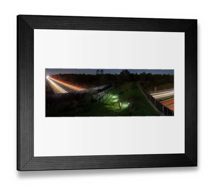 Framed Print : Red deer (Cervus elaphus) grazing at night on a wildlife crossing above the A10 highway, Charente-Maritime, France. November. Camera trap image. Stitched Framed Print : Red deer (Cervus elaphus) grazing at night on a wildlife crossing above the A10 highway, Charente-Maritime, France. November. Camera trap image. Stitched