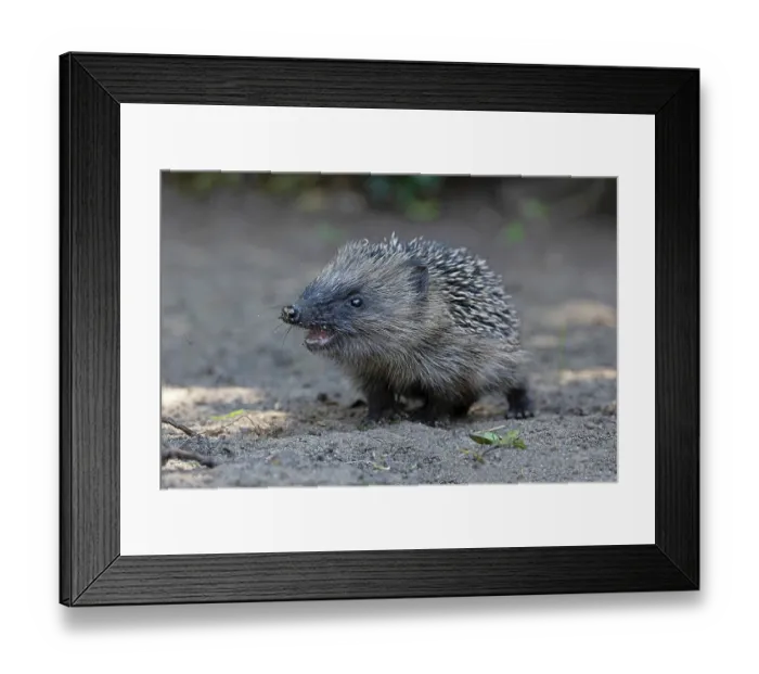 Framed Print : European hedgehog (Erinaceus europaeus) portrait, Norwich, Norfolk, England, UK. May