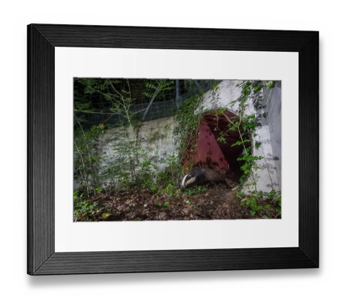 Framed Print : Badger (meles meles) exiting a wildlife underpass below the A10 highway at night, Charente-Maritime, France. May. Camera trap image Framed Print : Badger (meles meles) exiting a wildlife underpass below the A10 highway at night, Charente-Maritime, France. May. Camera trap image
