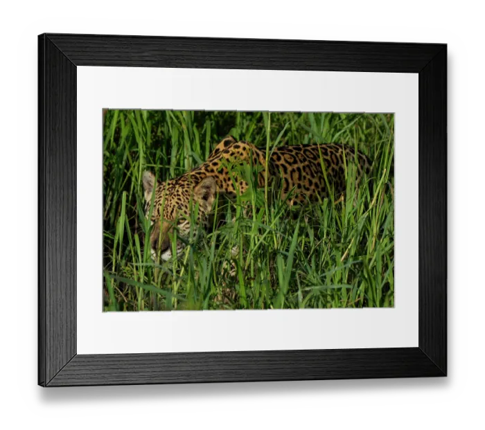 Framed Print : Jaguar (Panthera onca) stalking through long grass, Pantanal, Mato Grosso, Brazil Framed Print : Jaguar (Panthera onca) stalking through long grass, Pantanal, Mato Grosso, Brazil