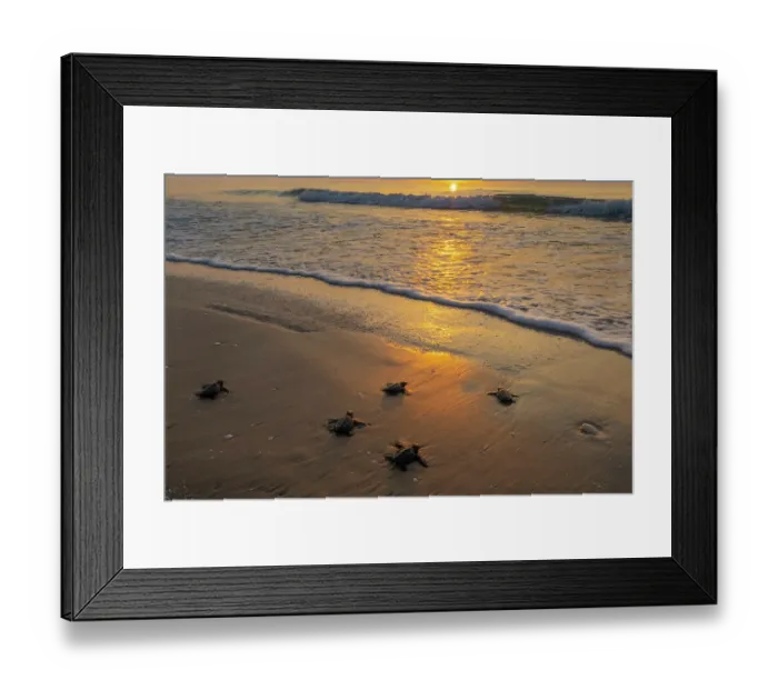 Framed Print : Kemp's ridley turtle (Lepidochelys kempii) hatchlings making their way to the sea, Rancho Nuevo Sea Turtle Sanctuary, Tamaulipas, Mexico. Critically endangered Framed Print : Kemp's ridley turtle (Lepidochelys kempii) hatchlings making their way to the sea, Rancho Nuevo Sea Turtle Sanctuary, Tamaulipas, Mexico. Critically endangered