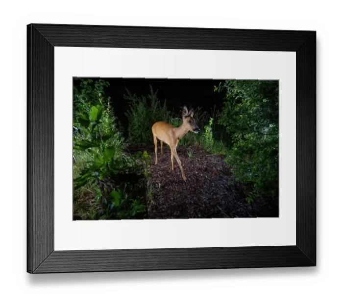 Framed Print : Roe deer (Capreolus capreolus) using a wildlife crossing above the A72 highway at night, Loire, France. June. Camera trap image Framed Print : Roe deer (Capreolus capreolus) using a wildlife crossing above the A72 highway at night, Loire, France. June. Camera trap image