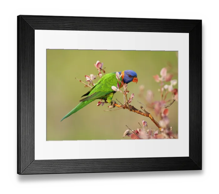 Framed Print : RF - Red-collared lorikeet (Trichoglossus rubritorquis) perched in an Apple gum (Corymbia polysciada) with fresh foliage, Adelaide River Hills, Northern Territory, Australia Framed Print : RF - Red-collared lorikeet (Trichoglossus rubritorquis) perched in an Apple gum (Corymbia polysciada) with fresh foliage, Adelaide River Hills, Northern Territory, Australia