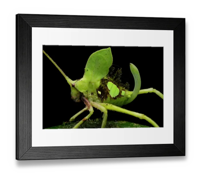 Framed Print : Leaf-mimic katydid (Tettigoniidae) portrait, Los Bancos, Pichincha, Ecuador Framed Print : Leaf-mimic katydid (Tettigoniidae) portrait, Los Bancos, Pichincha, Ecuador