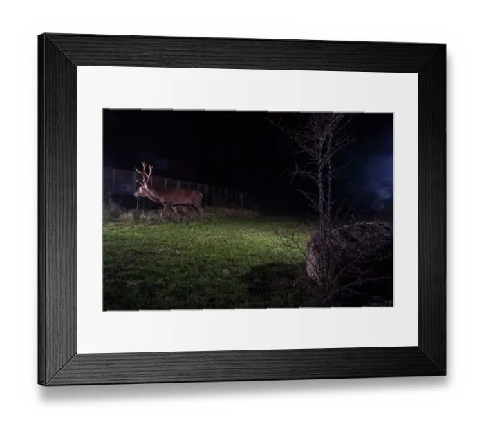 Framed Print : Red deer (Cervus elaphus) stag, using a wildlife crossing above the A10 highway at night, Charente-Maritime, France. January. Camera trap image