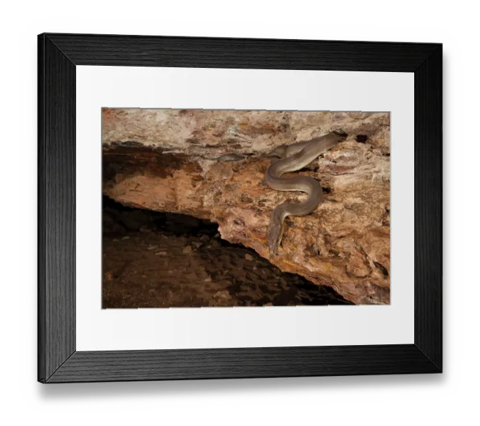 Framed Print : Olive python (Liasis olivaceus) sub-adult, lurking at entrance to cave outside a Ghost bat (Macroderma gigas) roost, Adelaide River Hills, Northern Territory, Australia Framed Print : Olive python (Liasis olivaceus) sub-adult, lurking at entrance to cave outside a Ghost bat (Macroderma gigas) roost, Adelaide River Hills, Northern Territory, Australia