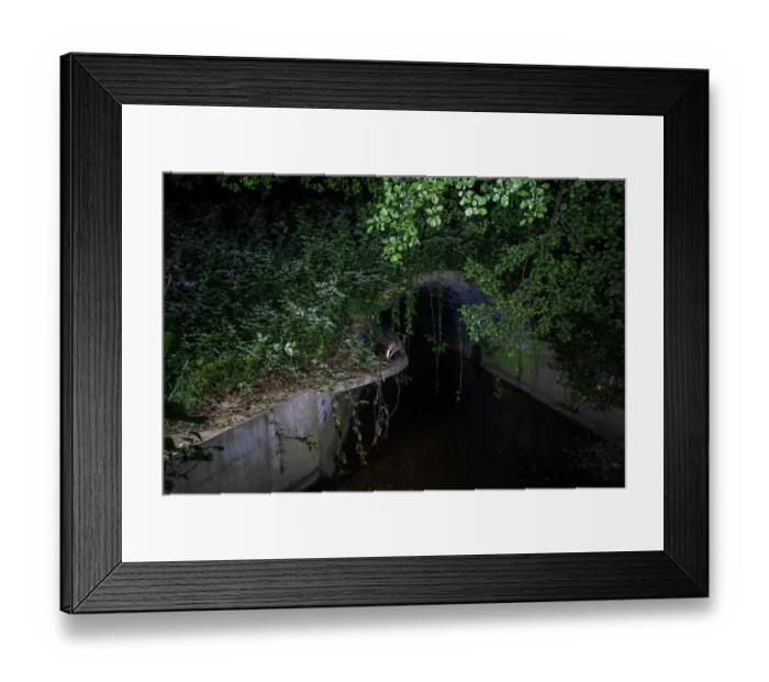 Framed Print : Badger (Meles meles) walking through a wildlife underpass below the A64 highway and above the Rieu-tort brook at night, Hautes-Pyrenees, France. May. Camera trap image Framed Print : Badger (Meles meles) walking through a wildlife underpass below the A64 highway and above the Rieu-tort brook at night, Hautes-Pyrenees, France. May. Camera trap image