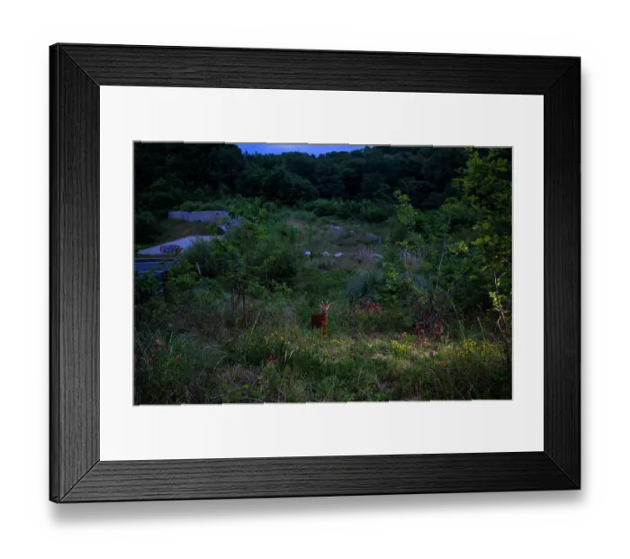 Framed Print : Roe deer (Capreolus capreolus) male, using a wildlife crossing above the A64 highway at night, Landes, France. June. Camera trap image Framed Print : Roe deer (Capreolus capreolus) male, using a wildlife crossing above the A64 highway at night, Landes, France. June. Camera trap image