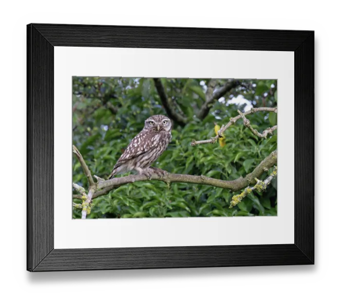 Framed Print : Little owl (Athene noctua) perched on branch, Norfolk, England, UK. June Framed Print : Little owl (Athene noctua) perched on branch, Norfolk, England, UK. June