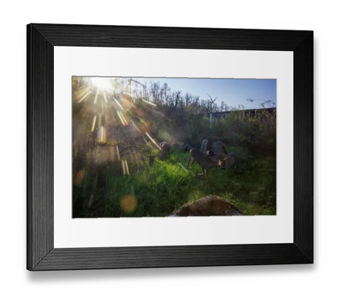Framed Print : Two Roe deers (Capreolus capreolus) using a wildlife crossing above the busy A7 highway, Drome, France. September. Camera trap image Framed Print : Two Roe deers (Capreolus capreolus) using a wildlife crossing above the busy A7 highway, Drome, France. September. Camera trap image