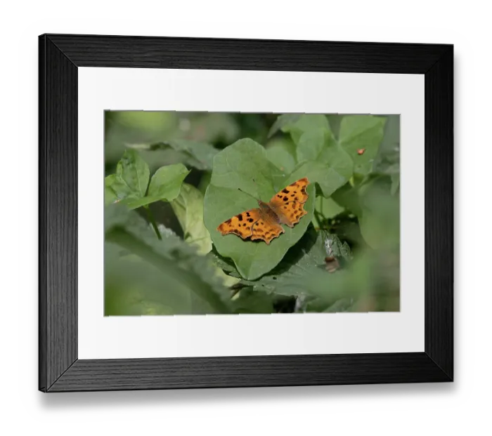 Framed Print : Comma butterfly (Polygonia c-album) resting on a leaf, Norfolk, England, UK. July Framed Print : Comma butterfly (Polygonia c-album) resting on a leaf, Norfolk, England, UK. July