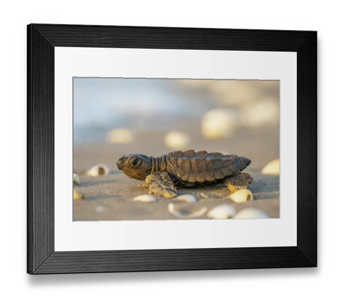 Framed Print : Kemp's ridley turtle (Lepidochelys kempii) hatchling making its way to the sea, Rancho Nuevo Sea Turtle Sanctuary, Tamaulipas, Mexico. Critically endangered