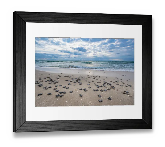 Framed Print : Kemp's ridley turtle (Lepidochelys kempii) hatchlings making their way to the sea, Rancho Nuevo Sea Turtle Sanctuary, Tamaulipas, Mexico. Critically endangered Framed Print : Kemp's ridley turtle (Lepidochelys kempii) hatchlings making their way to the sea, Rancho Nuevo Sea Turtle Sanctuary, Tamaulipas, Mexico. Critically endangered