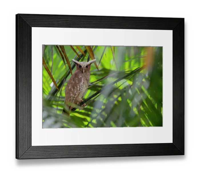 Framed Print : Crested owl (Lophostrix cristata) perched in tree, Yasuni National Park, Orellana, Ecuador Framed Print : Crested owl (Lophostrix cristata) perched in tree, Yasuni National Park, Orellana, Ecuador