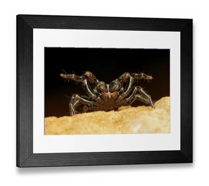 Framed Print : RF - Northern mouse spider (Missulena pruinosa) male, threat display, Adelaide River Hills, Northern Territory, Australia Framed Print : RF - Northern mouse spider (Missulena pruinosa) male, threat display, Adelaide River Hills, Northern Territory, Australia