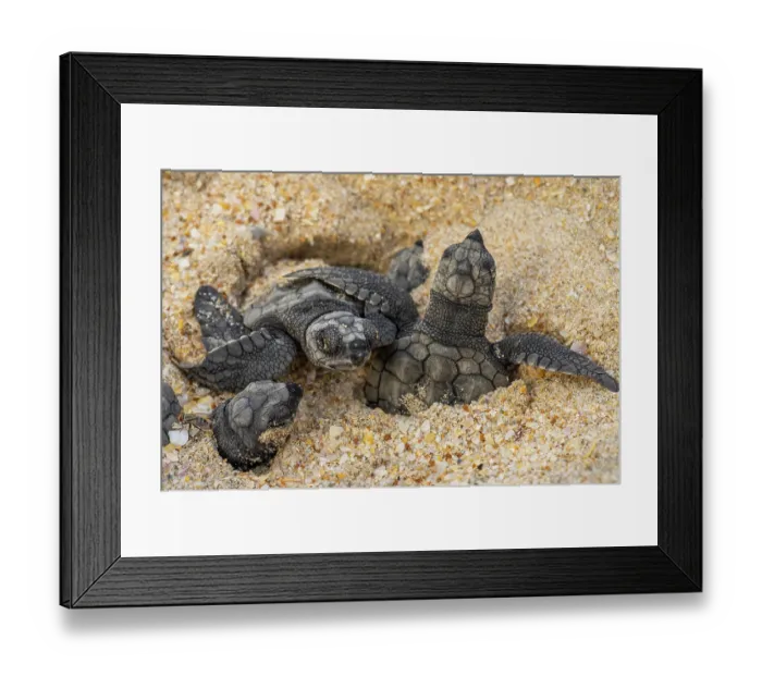 Framed Print : Kemp's ridley turtle (Lepidochelys kempii) hatchlings emerging from nest on beach, Rancho Nuevo Sea Turtle Sanctuary, Tamaulipas, Mexico. Critically endangered Framed Print : Kemp's ridley turtle (Lepidochelys kempii) hatchlings emerging from nest on beach, Rancho Nuevo Sea Turtle Sanctuary, Tamaulipas, Mexico. Critically endangered