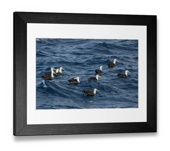 Framed Print : Group of Waved albatrosses (Phoebastria irrorata) on water, Espanola Island, Galapagos Islands, Pacific Ocean. Critically endangered Framed Print : Group of Waved albatrosses (Phoebastria irrorata) on water, Espanola Island, Galapagos Islands, Pacific Ocean. Critically endangered