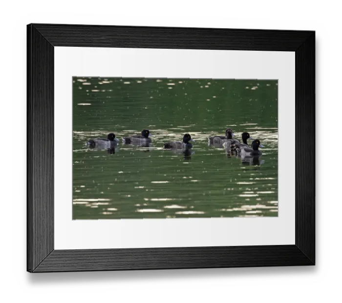 Framed Print : Lesser scaup (Aythya affinis) among group of Tufted ducks (Aythya fuligula) on water, Norfolk, England, UK. July Framed Print : Lesser scaup (Aythya affinis) among group of Tufted ducks (Aythya fuligula) on water, Norfolk, England, UK. July