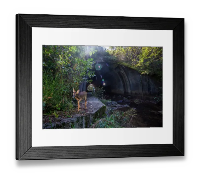 Framed Print : Roe deer (Capreolus capreolus) walking along a wildlife underpass below the A89 highway and above the Deirot river, Correze, France. September. Camera trap image Framed Print : Roe deer (Capreolus capreolus) walking along a wildlife underpass below the A89 highway and above the Deirot river, Correze, France. September. Camera trap image