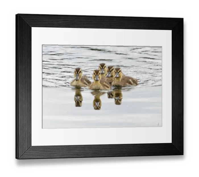 Framed Print : Mallard (Anas platyrhynchos) ducklings on water, Norfolk, England, UK. July