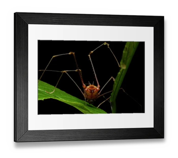 Framed Print : Harvestman (Opiliones) resting on a leaf, Los Bancos, Pichincha, Ecuador Framed Print : Harvestman (Opiliones) resting on a leaf, Los Bancos, Pichincha, Ecuador