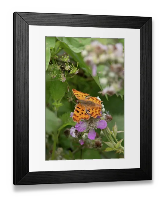 Framed Print : Comma butterfly (Polygonia c-album) resting on a flower, Norfolk, England, UK. July Framed Print : Comma butterfly (Polygonia c-album) resting on a flower, Norfolk, England, UK. July