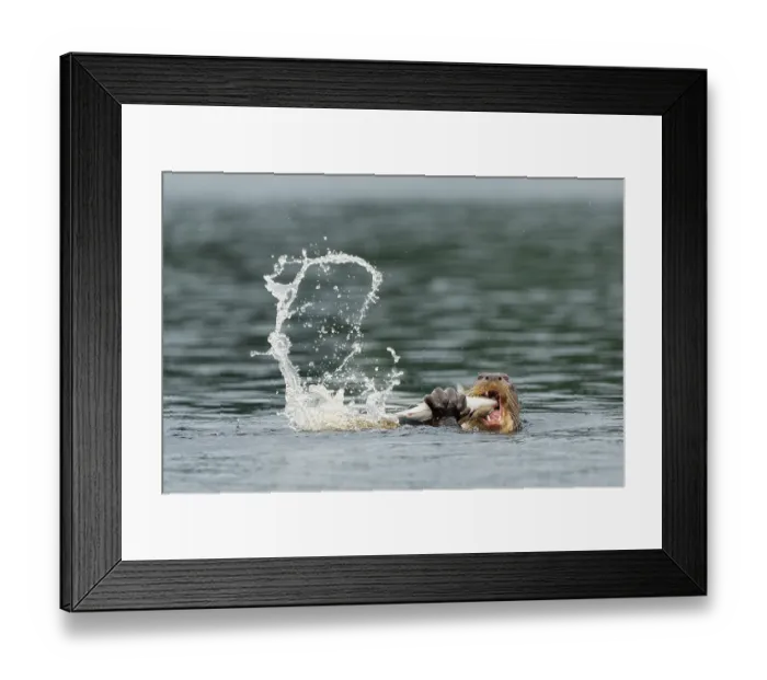 Framed Print : Giant river otter (Pteronura brasiliensis) feeding on fish in a river, Yasuni National Park, Orellana, Ecuador. Endangered Framed Print : Giant river otter (Pteronura brasiliensis) feeding on fish in a river, Yasuni National Park, Orellana, Ecuador. Endangered