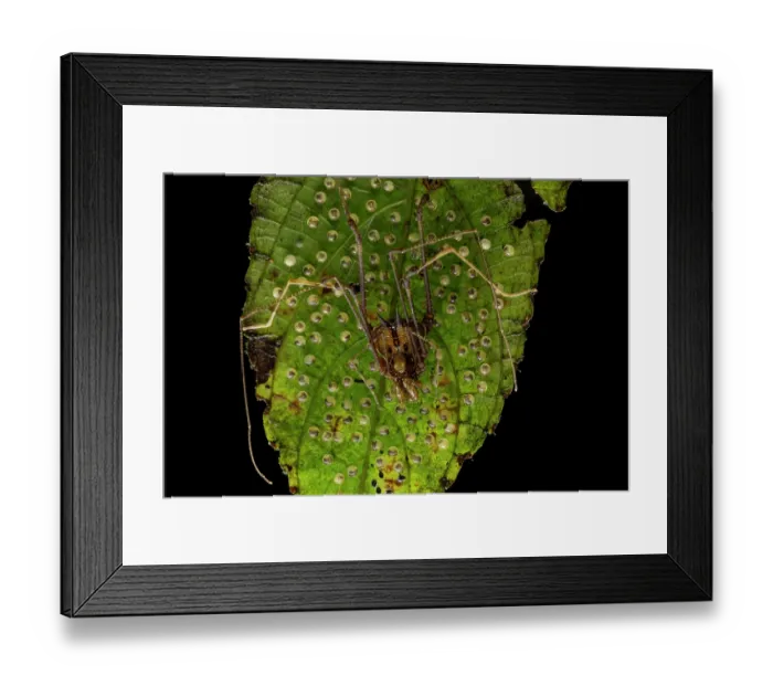 Framed Print : Harvestman (Opiliones) resting on a leaf guarding its eggs, Mindo, Pichincha, Ecuador Framed Print : Harvestman (Opiliones) resting on a leaf guarding its eggs, Mindo, Pichincha, Ecuador