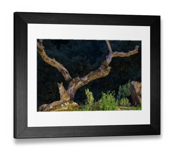 Framed Print : Iberian lynx (Lynx pardinus) male, sitting at base of tree at night, Sierra de Andujar, Jaen province, Spain. December Framed Print : Iberian lynx (Lynx pardinus) male, sitting at base of tree at night, Sierra de Andujar, Jaen province, Spain. December
