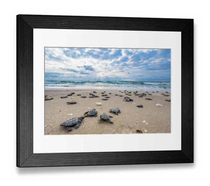 Framed Print : Kemp's ridley turtle (Lepidochelys kempii) hatchlings making their way to the sea, Rancho Nuevo Sea Turtle Sanctuary, Tamaulipas, Mexico. Critically endangered Framed Print : Kemp's ridley turtle (Lepidochelys kempii) hatchlings making their way to the sea, Rancho Nuevo Sea Turtle Sanctuary, Tamaulipas, Mexico. Critically endangered