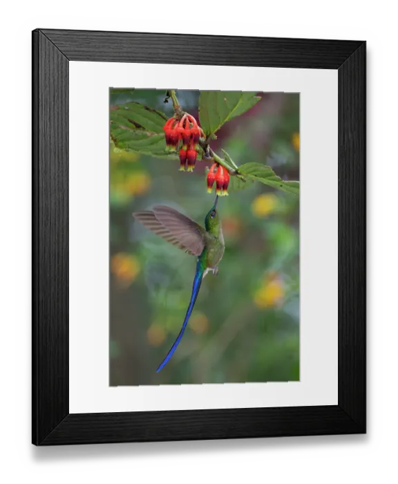 Framed Print : Violet-tailed sylph (Aglaiocercus coelestis) male, nectaring from flowers, Mindo, Pichincha, Ecuador Framed Print : Violet-tailed sylph (Aglaiocercus coelestis) male, nectaring from flowers, Mindo, Pichincha, Ecuador