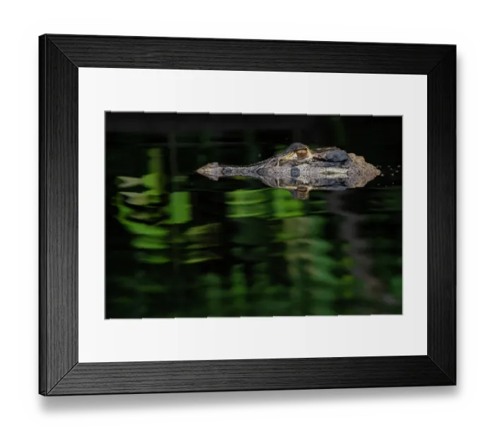 Framed Print : Black caiman (Melanosuchus niger) in river, Yasuni National Park, Orellana, Ecuador Framed Print : Black caiman (Melanosuchus niger) in river, Yasuni National Park, Orellana, Ecuador