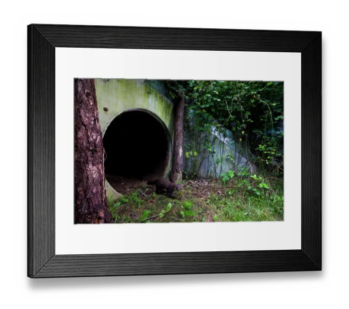 Framed Print : Beech marten (Martes foina) exiting a wildlife underpass below the A89 highway, Loire, France. June. Camera trap image Framed Print : Beech marten (Martes foina) exiting a wildlife underpass below the A89 highway, Loire, France. June. Camera trap image