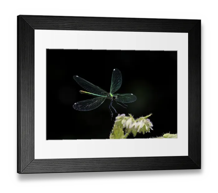 Framed Print : Banded demoiselle (Calopteryx splendens) female, landing on flower, Norwich, Norfolk, England, UK. July Framed Print : Banded demoiselle (Calopteryx splendens) female, landing on flower, Norwich, Norfolk, England, UK. July