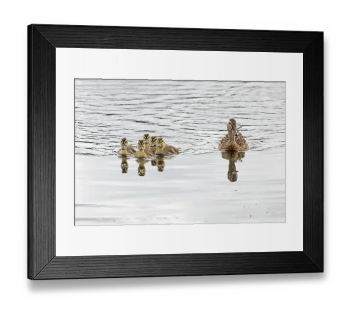 Framed Print : Mallard (Anas platyrhynchos) female with ducklings on water, Norfolk, England, UK. July Framed Print : Mallard (Anas platyrhynchos) female with ducklings on water, Norfolk, England, UK. July