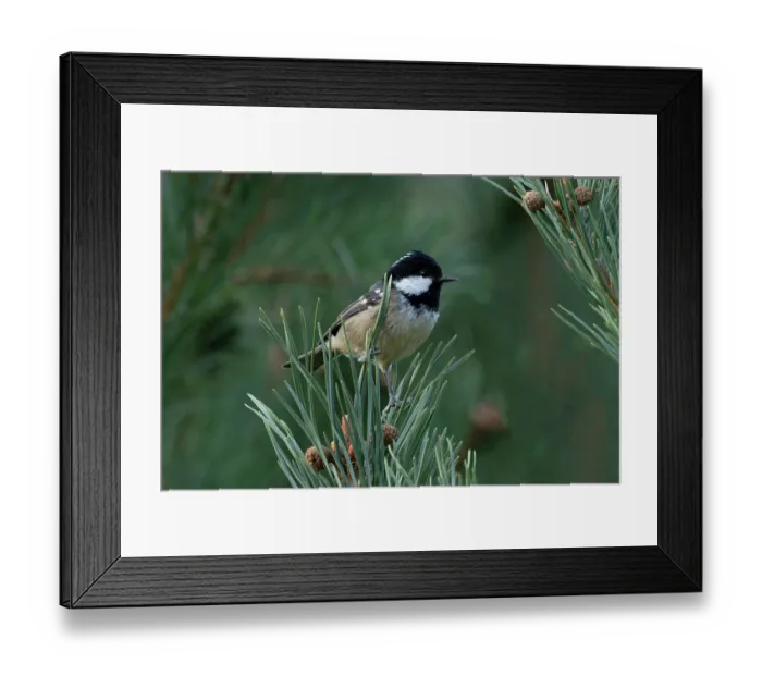 Framed Print : Coal tit (Periparus ater ater) perched in tree, Pyrenees, Spain. August Framed Print : Coal tit (Periparus ater ater) perched in tree, Pyrenees, Spain. August