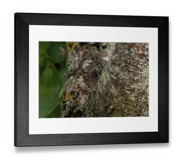 Framed Print : Woodland grayling butterfly (Hipparchia fagi) resting on tree trunk, Pyrenees, Spain. August