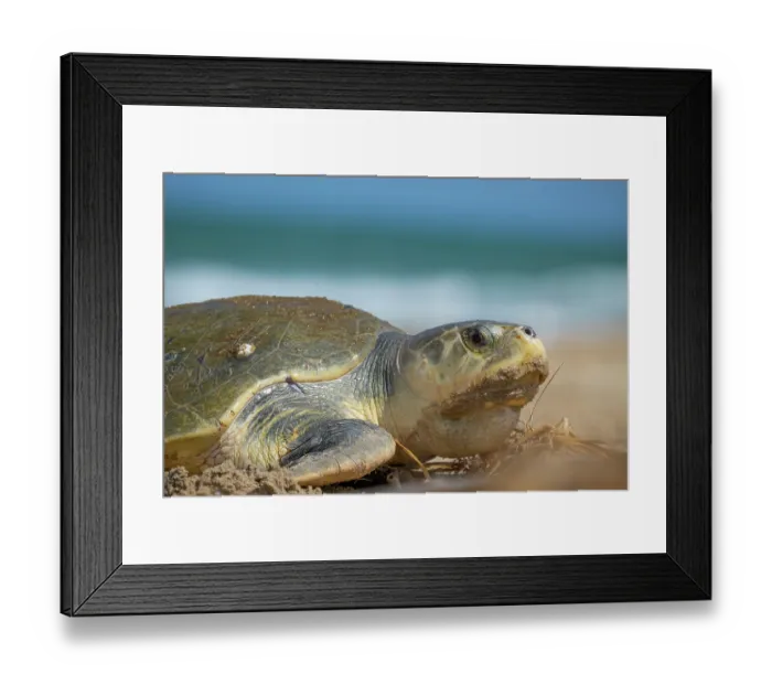 Framed Print : Kemp's ridley turtle (Lepidochelys kempii) female, coming ashore to nest, Rancho Nuevo Sea Turtle Sanctuary, Tamaulipas, Mexico. Critically endangered Framed Print : Kemp's ridley turtle (Lepidochelys kempii) female, coming ashore to nest, Rancho Nuevo Sea Turtle Sanctuary, Tamaulipas, Mexico. Critically endangered