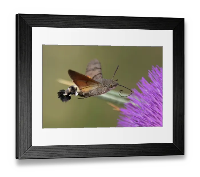 Framed Print : Hummingbird hawkmoth (Macroglossum stellatarum) nectaring on Thistle (Cirsium sp.) flower, Pyrenees, Spain. August Framed Print : Hummingbird hawkmoth (Macroglossum stellatarum) nectaring on Thistle (Cirsium sp.) flower, Pyrenees, Spain. August