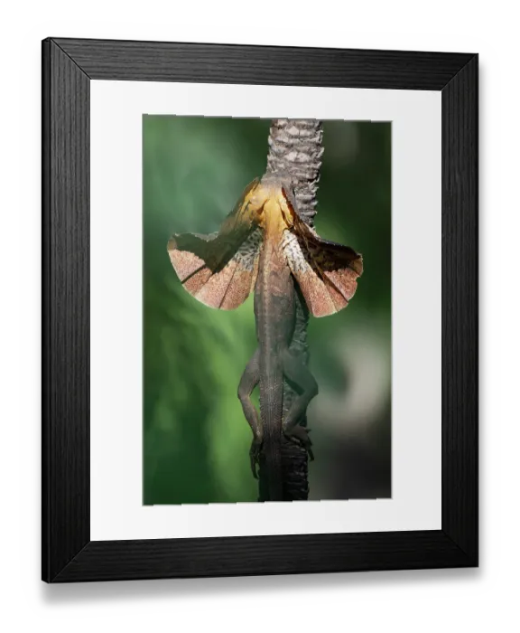 Framed Print : RF - Frill-necked dragon (Chlamydosaurus kingii) male, territorial display on dead Sand palm (Livistona humilis), a typical perch for this behaviour, Adelaide River Hills Framed Print : RF - Frill-necked dragon (Chlamydosaurus kingii) male, territorial display on dead Sand palm (Livistona humilis), a typical perch for this behaviour, Adelaide River Hills